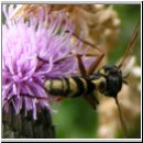 Physocephala rufipes - Dickkopffliege 04.jpg